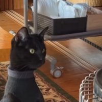 ストーブの前にいる猫