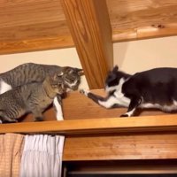 キャットウォークの猫