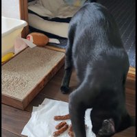 ティッシュをひっかいている猫