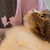 猫ちゃんの横顔
