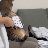 猫の前足を持ってハンカチを折っていく女性
