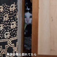 扉の隙間から見つめる猫