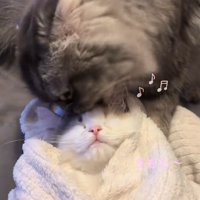 おくるみの中で寝る子猫と子猫をなめる猫