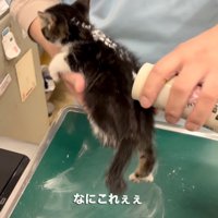 子猫の背中に粉をかける