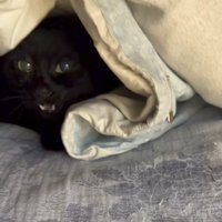 布団の中から顔を出す猫