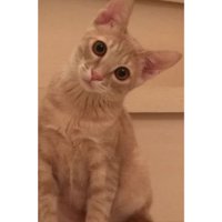 室内にいる猫
