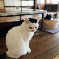 カゴに入っている黒猫と、黒猫のそばに座る白黒猫
