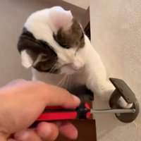 手を出す豆大福くん