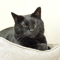 ペットベッドに座る黒猫