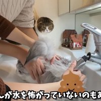 水を怖がってない