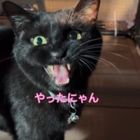 鳴いている猫