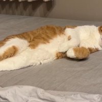 寝転がりながらボーッとする猫