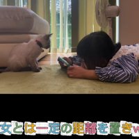 子どもを見ている子猫