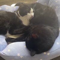 目を開けるハチワレ猫