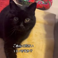 なでてほしくて飼い主をつつく黒猫