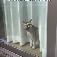 飼い主を見てあくびをする猫