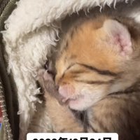 赤ちゃん猫