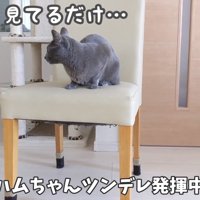 ツンデレ発動中