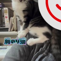 肩に乗っている猫