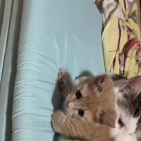 子猫を抱きしめている猫