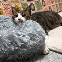 ペット用ベッドのフチにアゴを乗せて飼い主を見つめる猫
