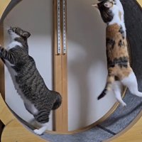 回転を始めるキャットホイール
