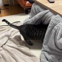 頭だけ突っ込むこいちゃん