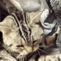 パパの胸に抱かれるアメリカンショートヘア