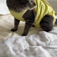 ベッドの上に座る猫