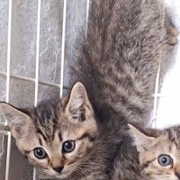 逆立ちしている子猫
