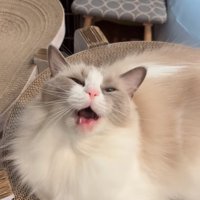 口を開けてこちらを見る猫