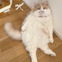 壁にもたれかかっている猫