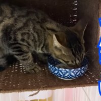 ごはんを食べる猫