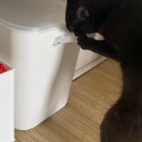 ビニールが入った箱からビニールを出す黒猫