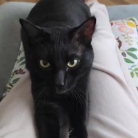 人のひざに乗ってふみふみして見つめる猫