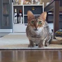 低姿勢でこちらを見る猫