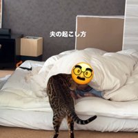 飼い主を起こしている猫