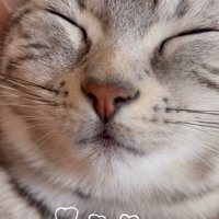 	目を瞑る猫と頭を撫でる人の手（♡♡♡♡）