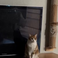 見つめる猫