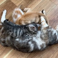 お乳を飲む子猫たち