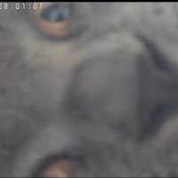 カメラの枠に入りきらない猫の顔