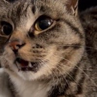 泣いている猫の顔