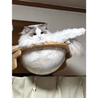 くつろいでいた猫たち