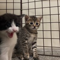 威嚇するハチワレ猫