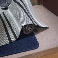 マットの下から顔を覗かせるキジトラ猫
