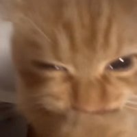 猫に近づく