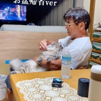 猫のブラッシング