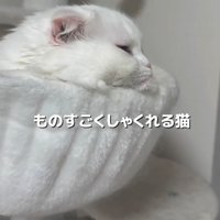 しゃくれた猫（横・ズーム）