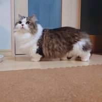 普段の猫さん
