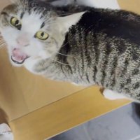 鳴き続ける猫